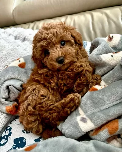 Sağlıklı Toy Poodle