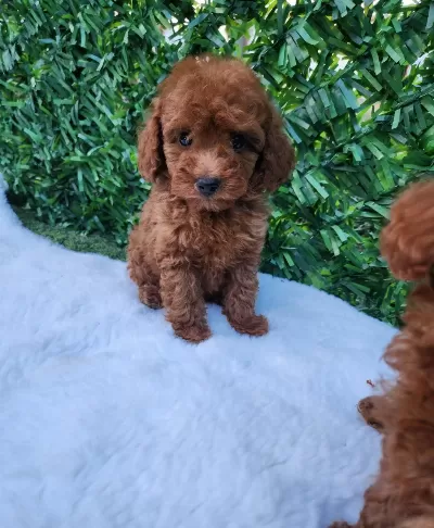 Özel Toy Poodle Yavrular Güvenilir Çiftlikten