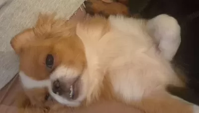 Sağlıklı Dişi Pekingese
