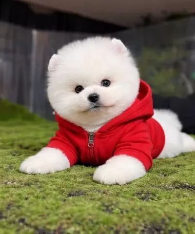 En I Yi Si Ni I Steyene Pomerani An Boo