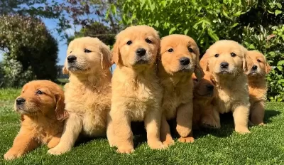 Safkan Golden Retri̇ever Yavrulari