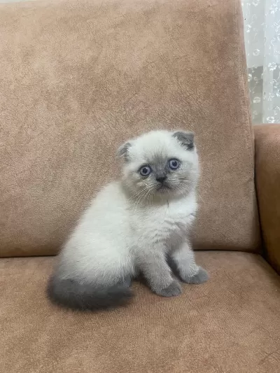 Blue Point Scottish Fold Bebekler
