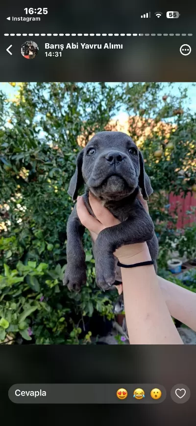 Cane Corso Yavrular İrk Sağlık Garantili