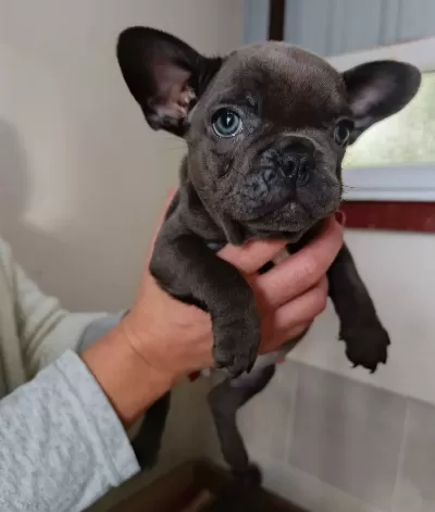 100 Irk Garanti̇li̇ Egzoti̇c Blue Fransiz Bulldog Yavrulari