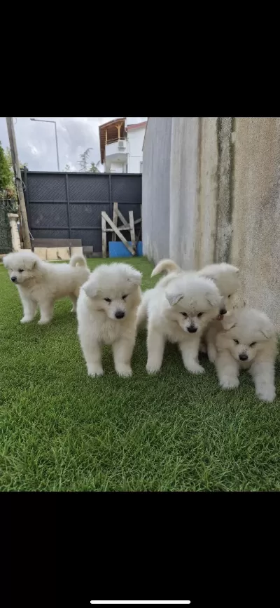 3 Erkek 1 Dişi Samoyed Bebekler