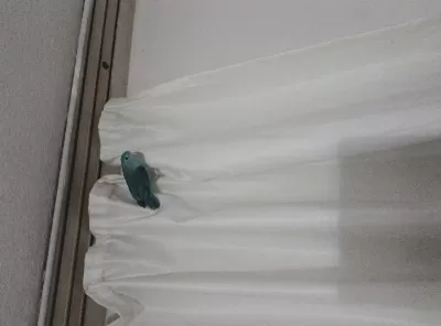 Erkek Forpus (1 Yaş)