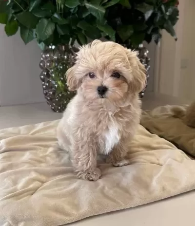 Maltipoo Cinsi Yavrular Ev Üretimi Köpek Dünyası