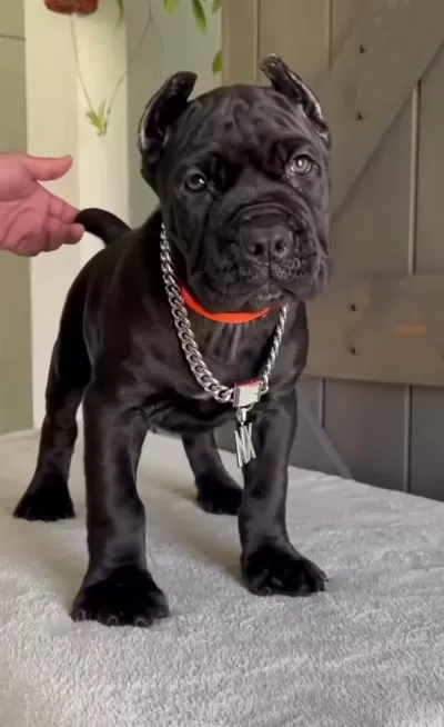 Profesyonel Üretim Çiftliğinden Cane Corso Kapıda Ödeme