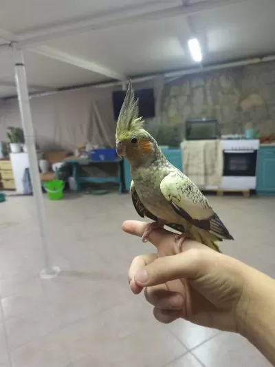 Sağlıklı Evcil Sultan