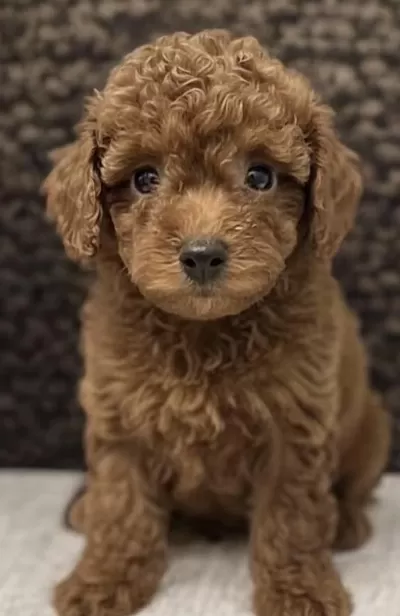 Sağlıklı Toy Poodle Yavrumuz