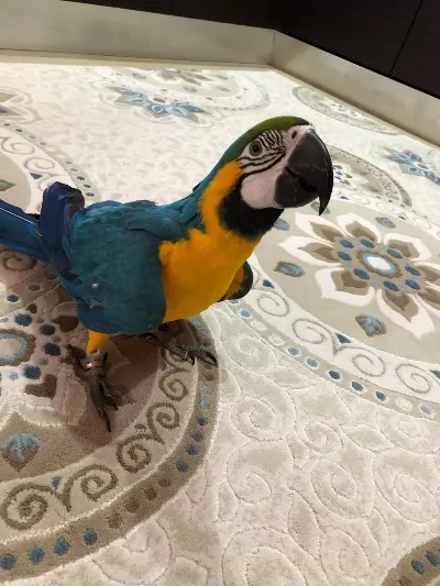 Blue Gold Macaw Evcil