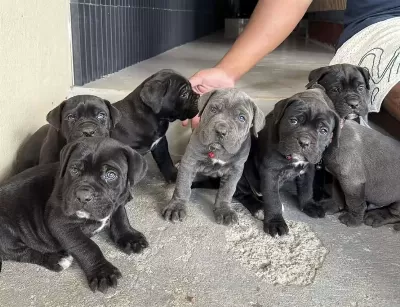 Sağlıklı Cane Corso Köpeği