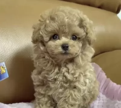 Toy Poodle Yavru Köpeğimiz