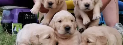 Baby Face Gülen Surat Golden Retriever