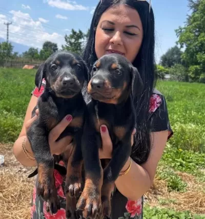Mükemmel Safkan King Doberman Yavrularımız