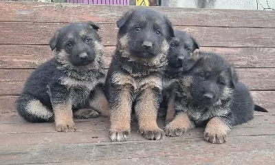 A Kalite Alman Çoban Yavrular