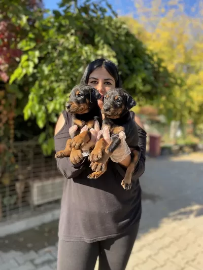 Üst Kalite King Doberman Yavrularım