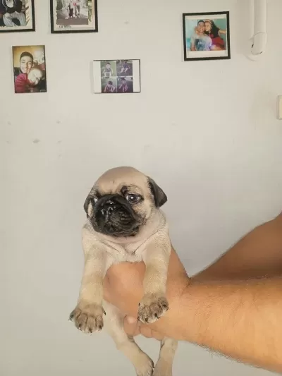 Harika Oyuncu Pug Bebekler