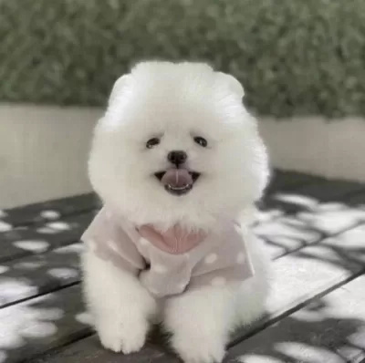 Bakimli Pomeranian Boo