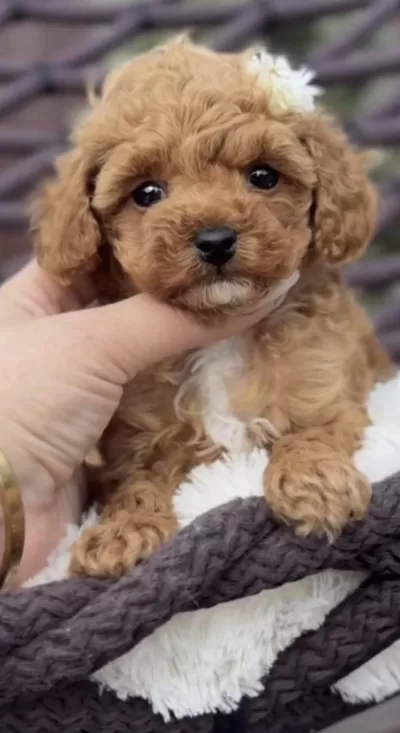 Toy Poodle Cinsi Köpeğimiz