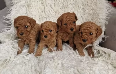 Minik İ Toy Poodle Yavrularimiz