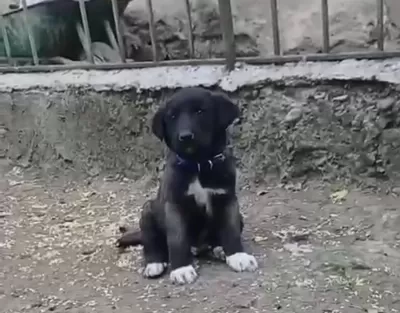 A Kaliteli Saf Sivas Kangalı Yavruları