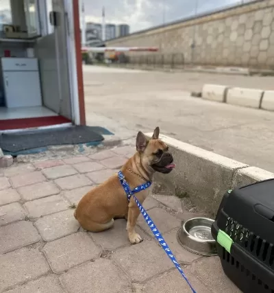 2 Yaşında Sarı French Buldog