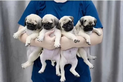 Dünya Tatlisi Pug Yavrulari