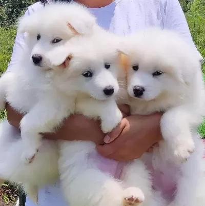 Pamuk Gibi Samoyed Yavrulari