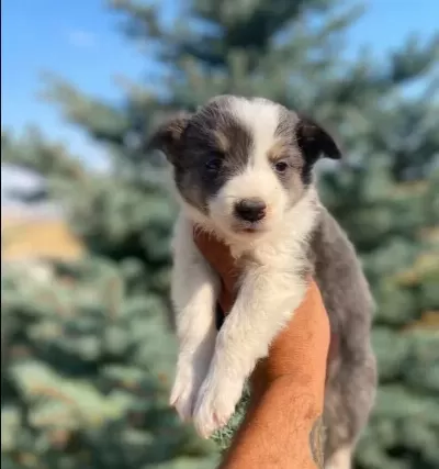 Petmode Köpek Çiftliğinden Border Collie Yavrularımız