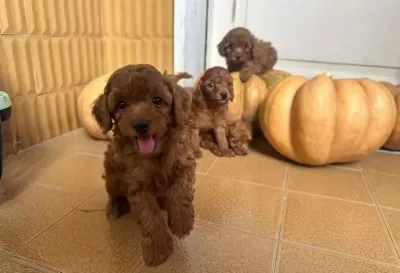 Birbirinden Güzel #toypoodle Yavrularimiz