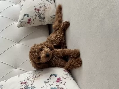 Aşılı Eğitimli Prenses Köpeğimiz