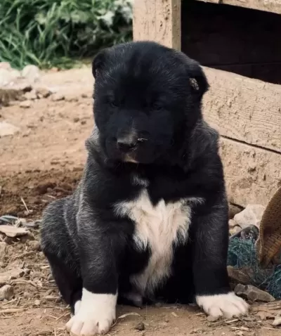 Yurt Dişi Yurt I Çi Her Yere Gönderi M Sağlanir Orji Nal Saflar