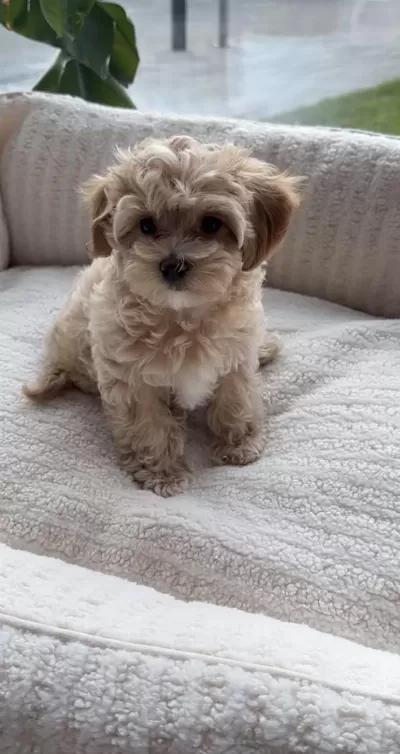 Maltipoo Safkan Yavrumuz