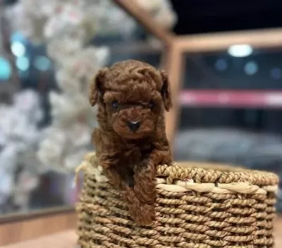 Kore Red Brown Poodle