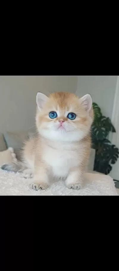 Bebeksi Golden British Shorthair