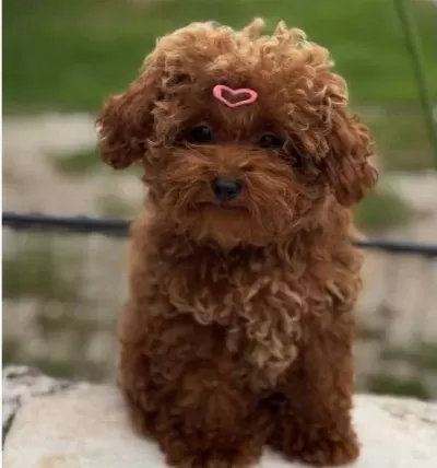 Dünya Güzeli Kızıl Peluş Safkan Toy Poodle
