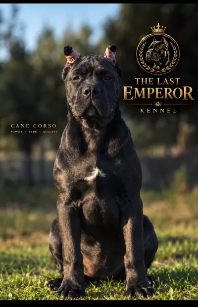 Cane Corso – dişi yavru