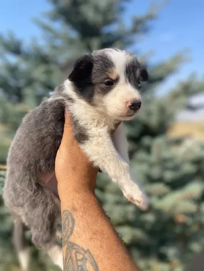 Petmode Köpek Çiftliğinden Border Collie Yavrular
