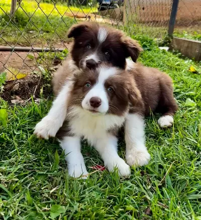 Türkiyenin En Güvenilir Çiftliğinden Border Collie