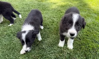 Secereli Ozel Border Collie Yavrulari