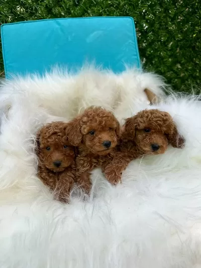İrk Ve Sağlik Garantili Poodle Bebekler