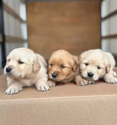 A Kalite Bebek Yüz Golden Yavrular