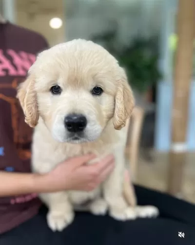 En Sadık Dost Dişi Golden Retriever Yavrumuz