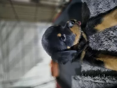 Extrim 2 Aylik Dişi Rottweiler