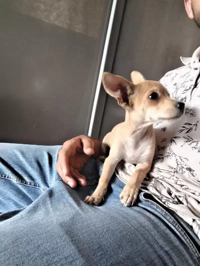3 Buçuk Aylık Erkek Pinscher