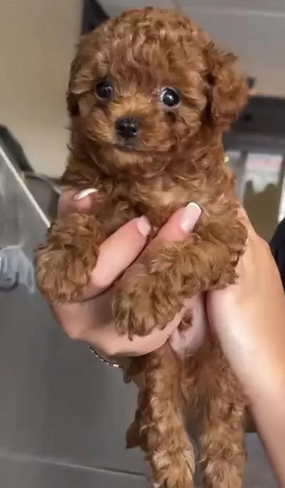 Toy Poodle Safkan Köpeğimiz