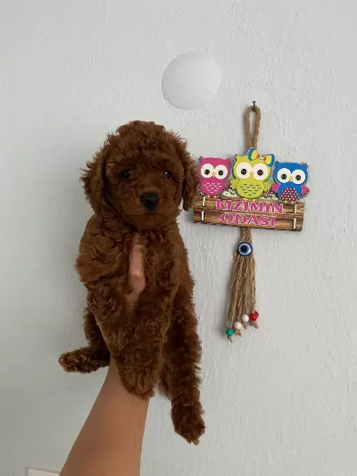 Red Brown Poodle Yavrular Ev Doğumlu