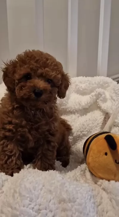 Toy Poodle Köpeğimiz İçin Ulaşin