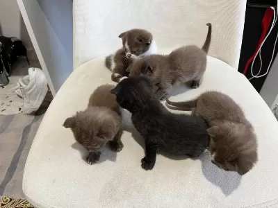 Scottish Fold Kediler